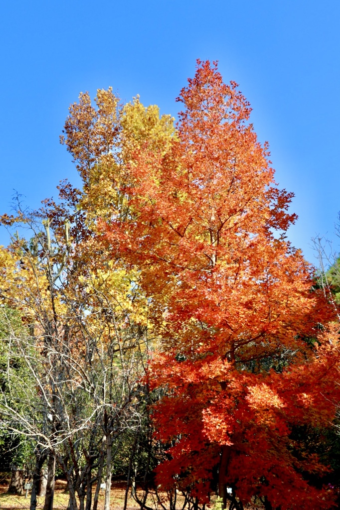 近江富士花緑公園