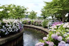 宮荘川の紫陽花