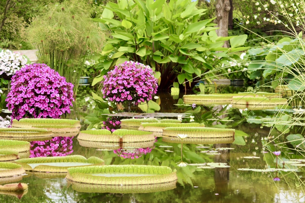 琵琶湖 みずの森