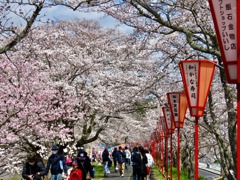 斐伊川土手の桜