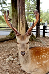 奈良公園の鹿