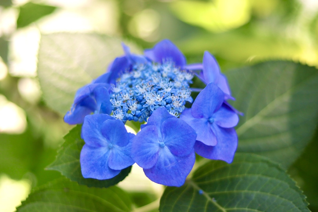 もりやま芦刈園