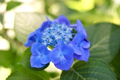 もりやま芦刈園