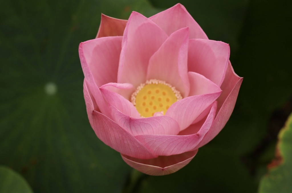 琵琶湖 みずの森