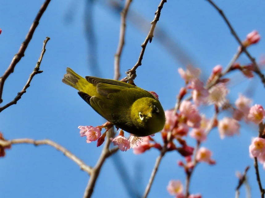 めじろ