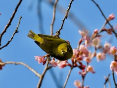 めじろ