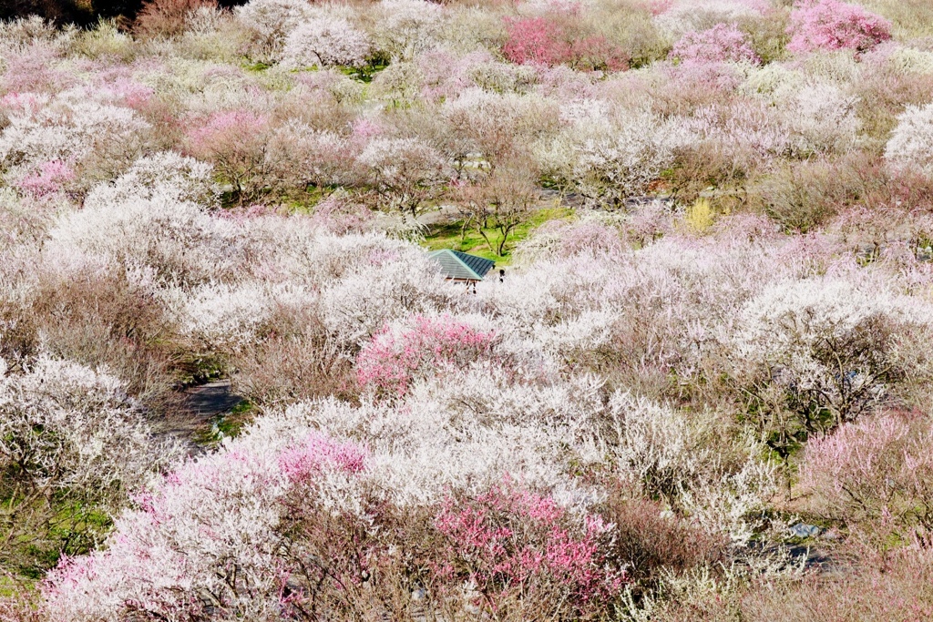 いなべ市梅林公園