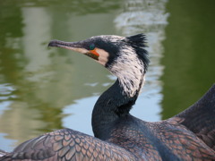 カワウ？