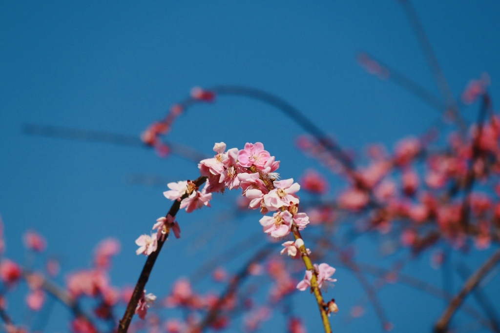 いなべ市梅林公園