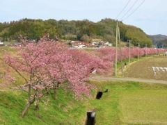 赤川河津桜