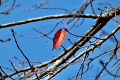 近江富士花緑公園