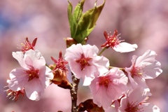 京都府立植物園