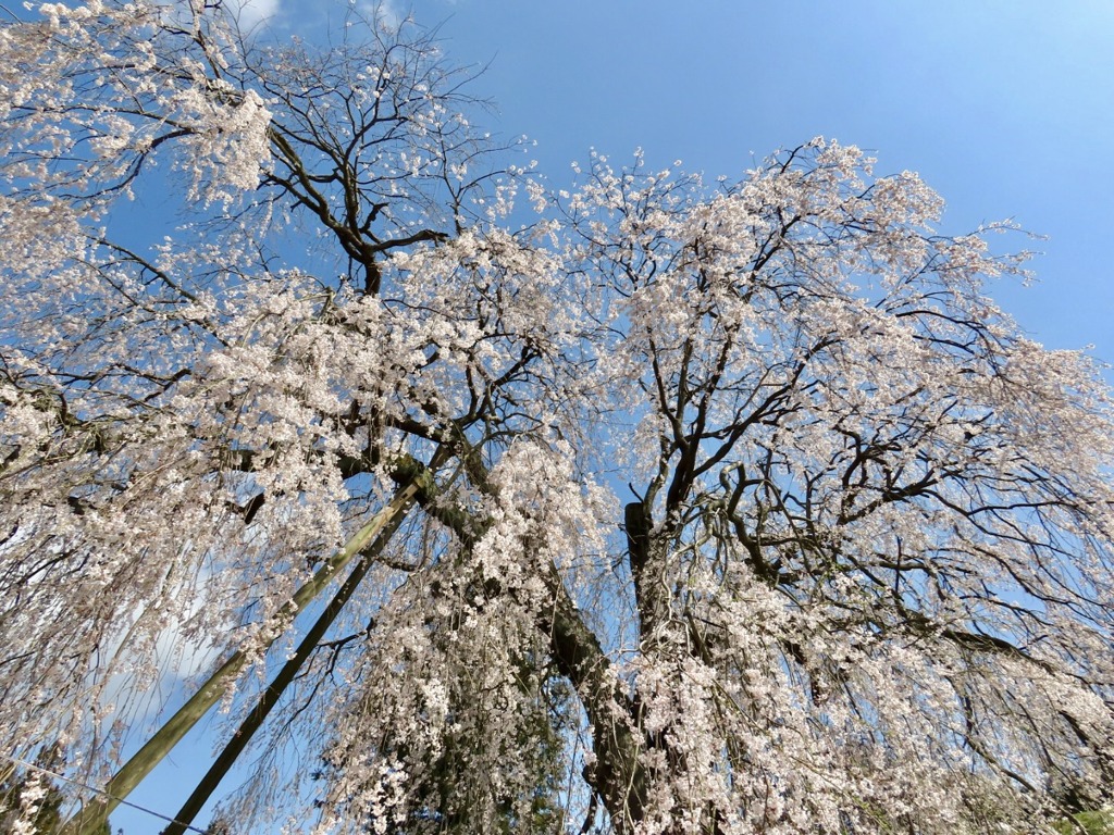 段部の桜