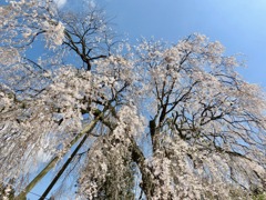 段部の桜