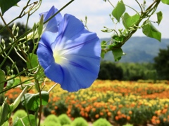 花夢の里