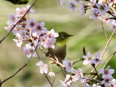 めじろ