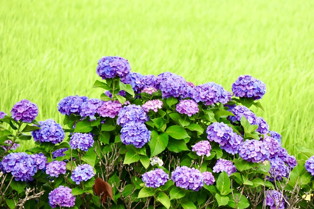 宮荘川の紫陽花