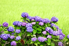 宮荘川の紫陽花