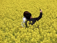 斐川町の菜の花畑