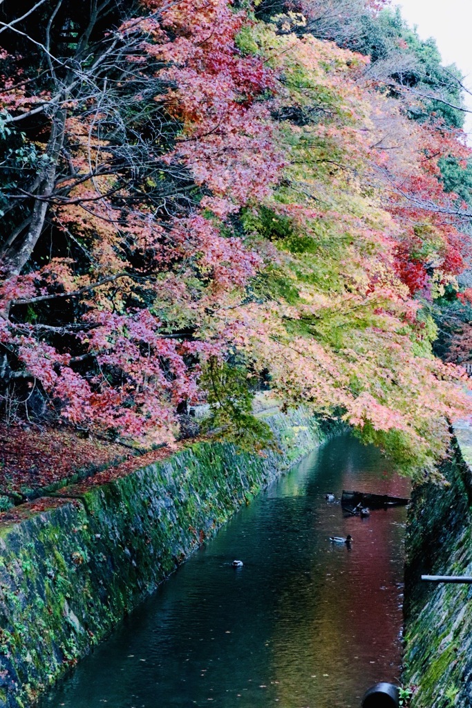 雨の南禅寺1
