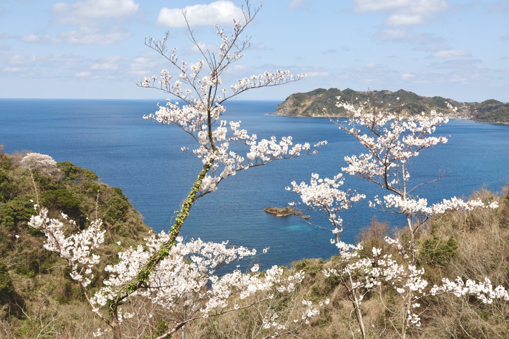 桜と海