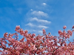 大根島河津桜