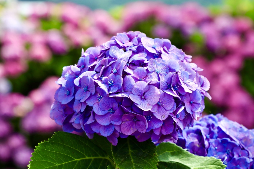 宮荘川の紫陽花