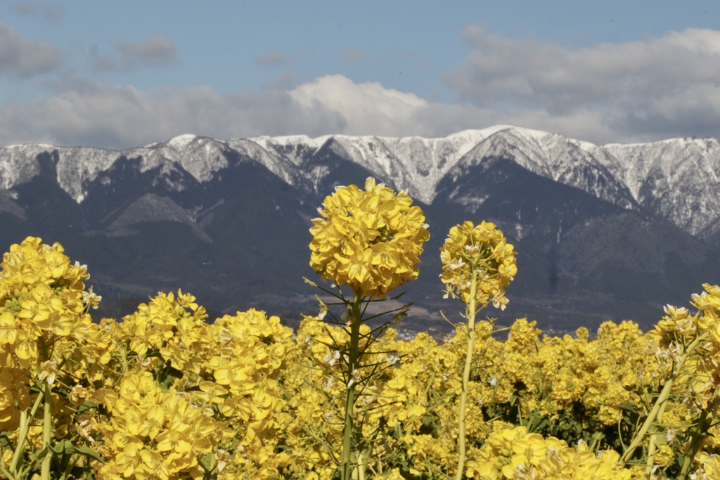 琵琶湖なぎさ公園