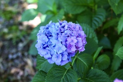 もりやま芦刈園