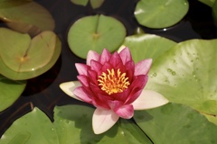 琵琶湖 みずの森