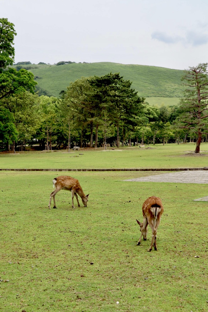 奈良公園の鹿