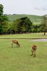 奈良公園の鹿