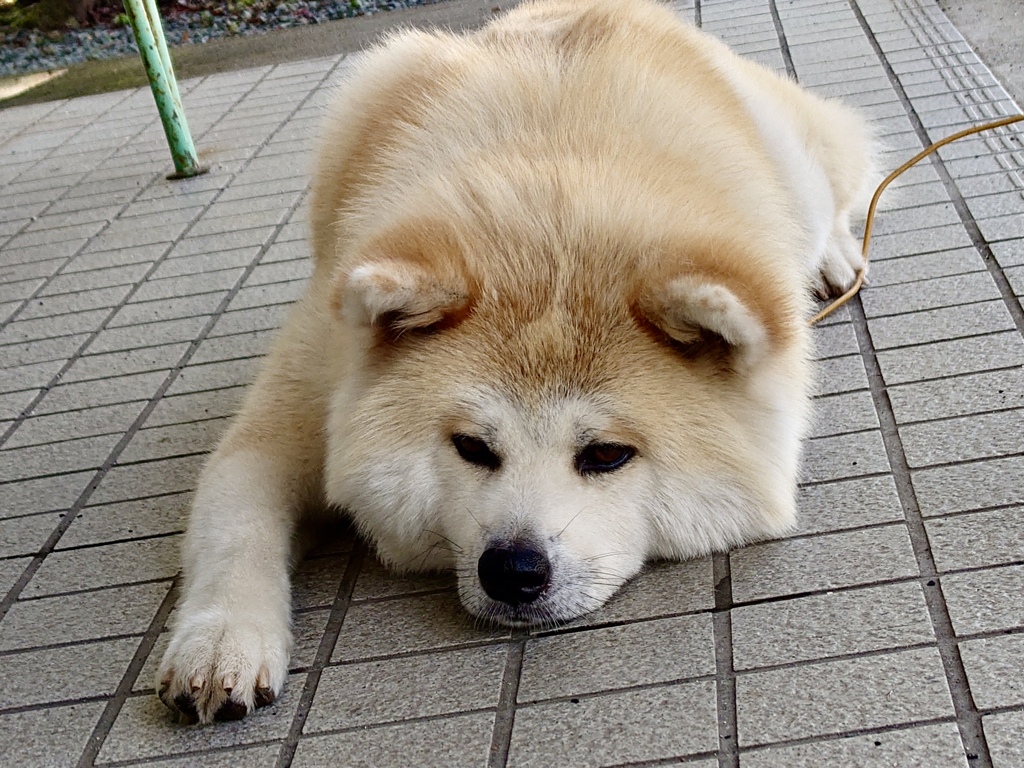 秋田犬