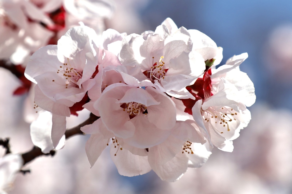 京都府立植物園