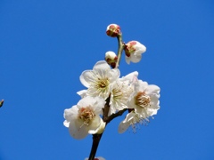 松江城梅園