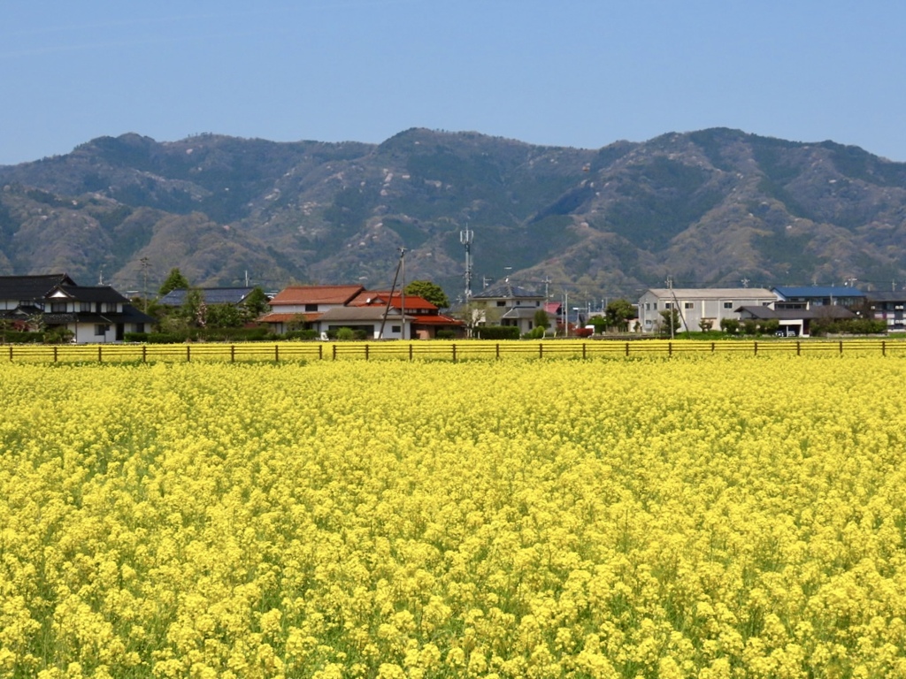 斐川町の菜の花畑