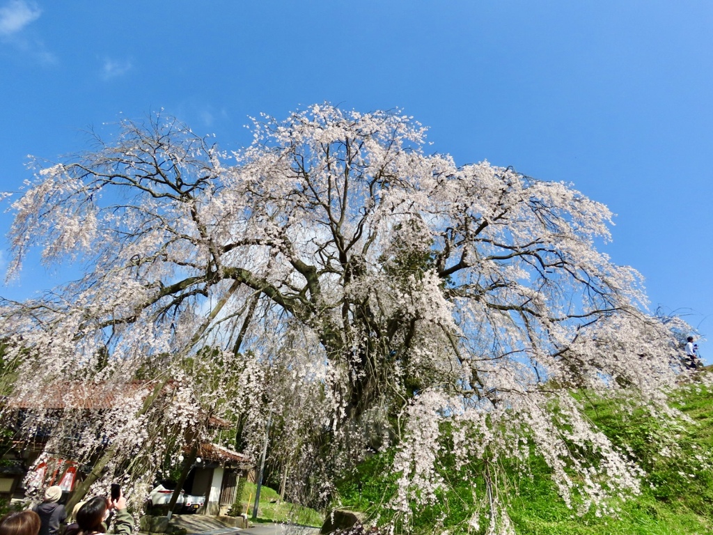 段部の桜