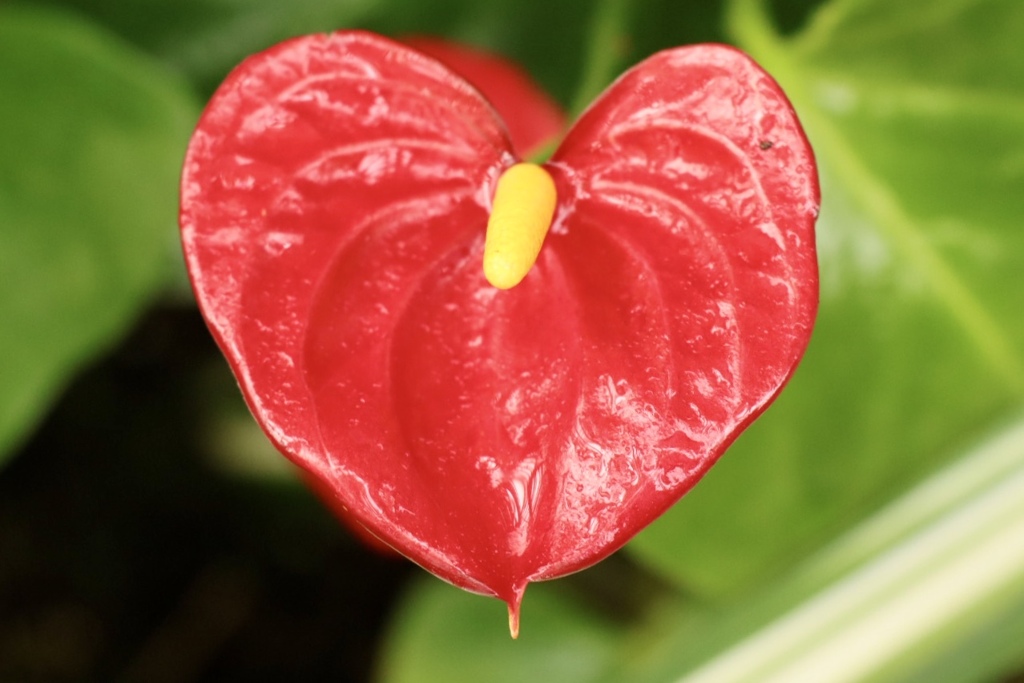 琵琶湖 みずの森