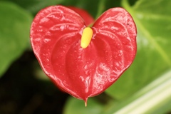 琵琶湖 みずの森