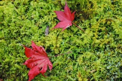 大覚寺、祇王寺10