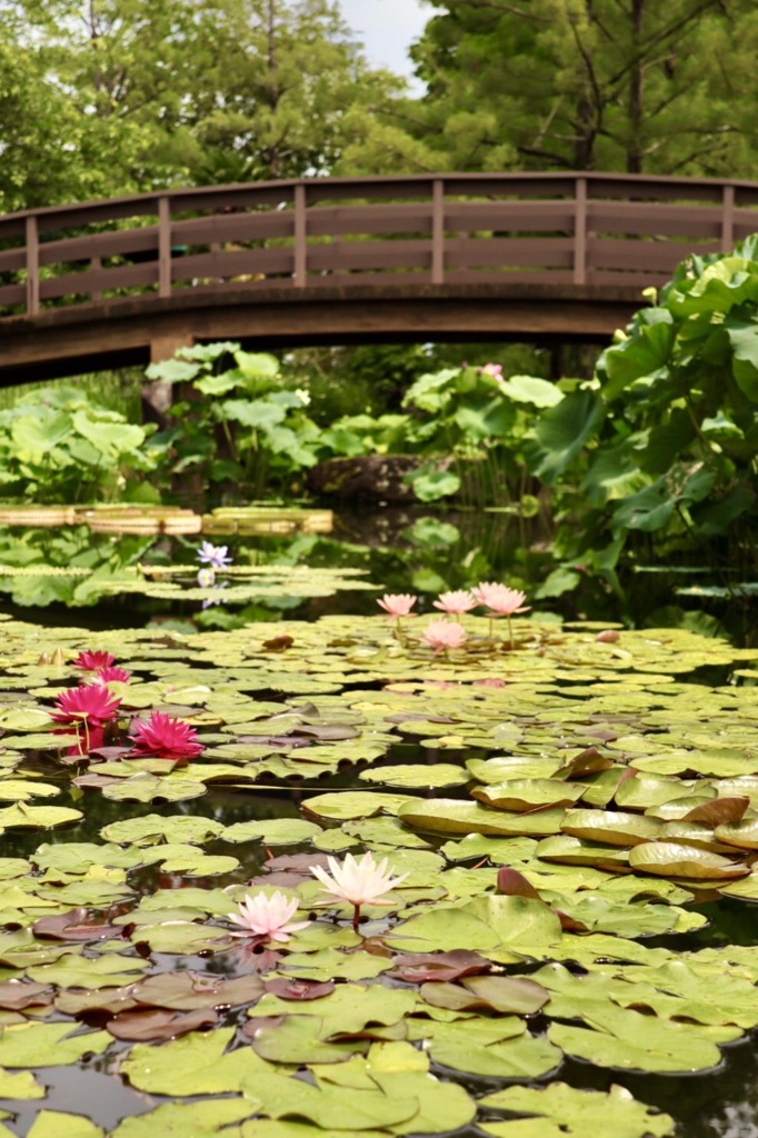 琵琶湖 みずの森
