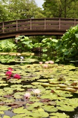 琵琶湖 みずの森