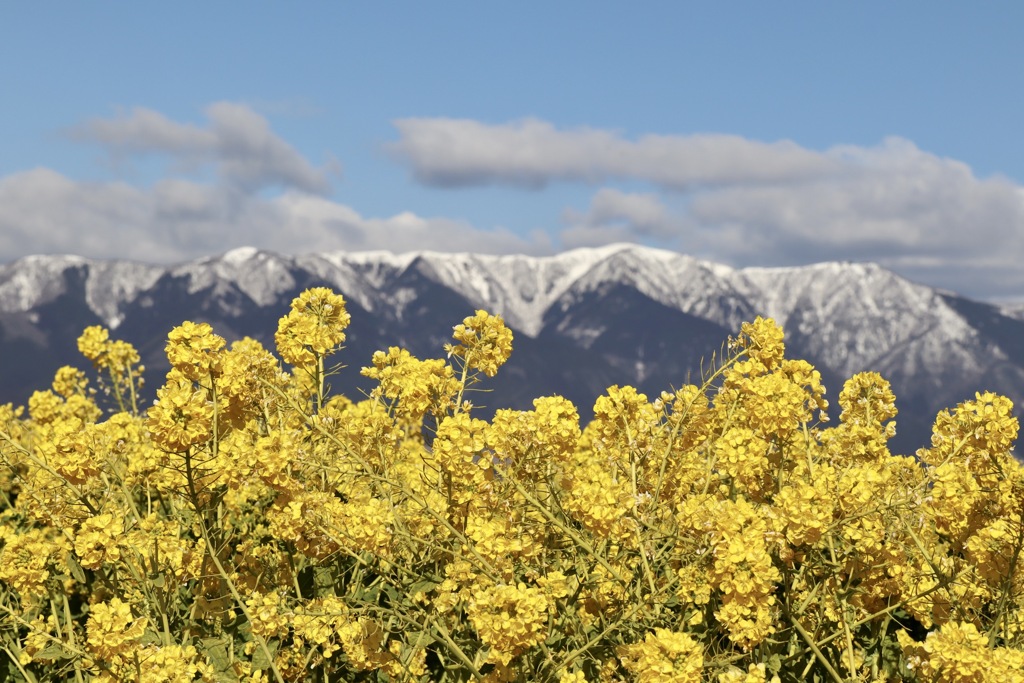琵琶湖なぎさ公園