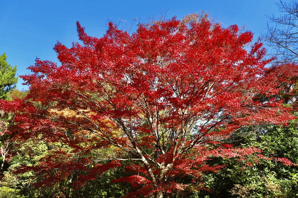 近江富士花緑公園