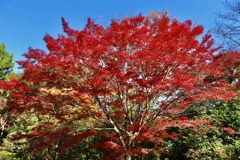 近江富士花緑公園
