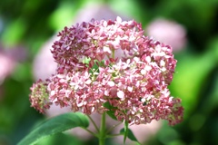 もりやま芦刈園