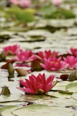 琵琶湖 みずの森