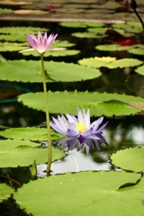 琵琶湖 みずの森