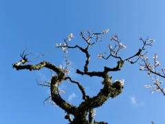 松江城梅園