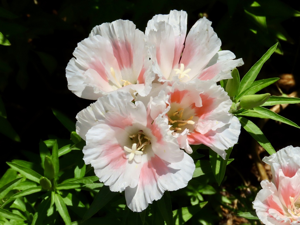 斐川薔薇のオープンガーデン